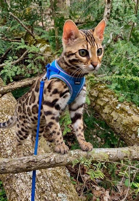 Bengal Cat For Sale In Jacksonville Florida