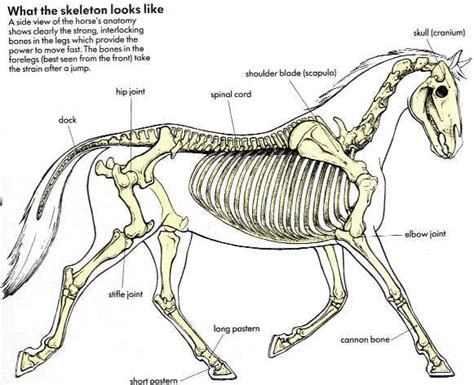 Horse Skeletal Diagram Learning About The Bones Of A Horse Horse