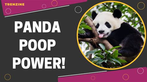 Panda Poop Power Secrets Behind 40 Panda Poops A Day Youtube
