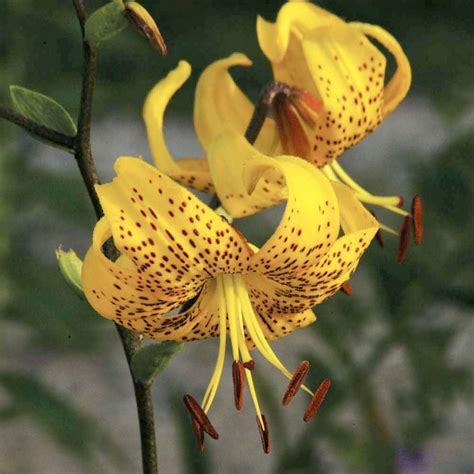 Lilium Leichtlinii Species Brent And Beckys Bulbs