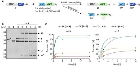 Protein Trans Splicing Of The Polb16 Intein And Its Engineered