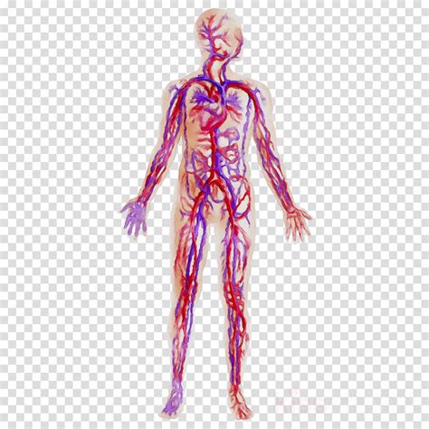 Arteries And Veins Circulatory System Artery Human Body Png Clipart