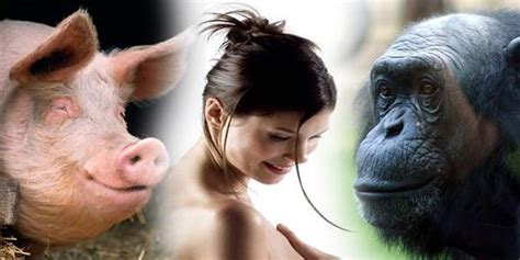 Ilmuwan Spesies Manusia Hasil Perkawinan Babi Dan Simpanse