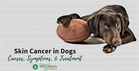 Skin Cancer In Dogs Types Of Skin Tumors Symptoms Treatment