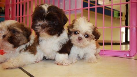 Imperial Shih Tzu Puppies For Sale In Atlanta Ga At Puppies For Sale