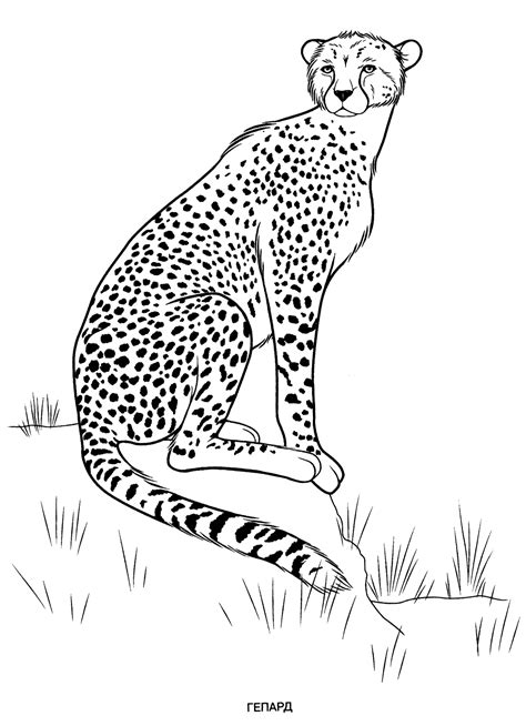 Cute animal coloring pictures to print. Wild animals coloring pages for kids to print for free