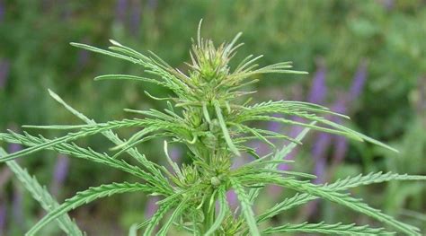 Understanding Cannabis Ruderalis As Easy As One Two Three Cbd Vape