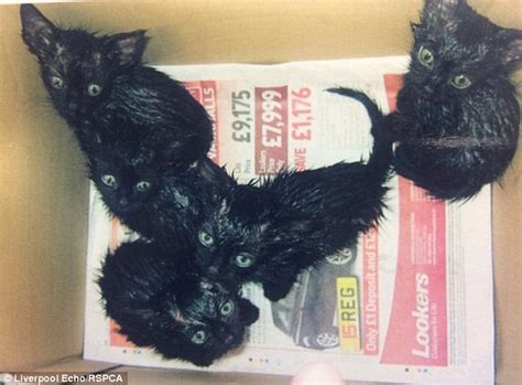 Kittens Left Abandoned By Their Merseyside Owner Who Dumped Bag Next To Bins Daily Mail Online