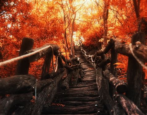 brown forest staircase hd wallpaper wallpaper flare
