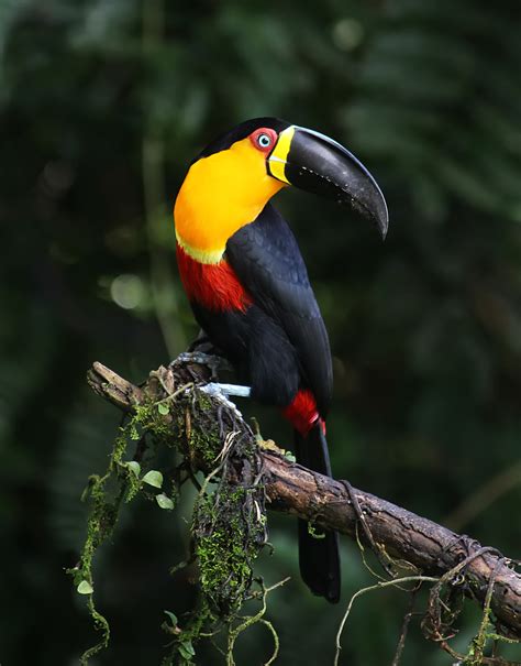 O comandante diogo branco explicou que os três migrantes foram detetados durante as manobras da embarcação no porto de lisboa para reabastecimento de combustível. Foto tucano-de-bico-preto (Ramphastos vitellinus) Por ...