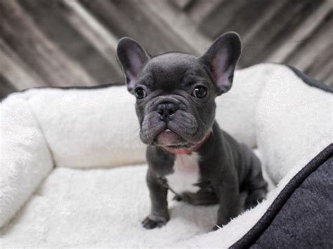 2020 has brought us challenges, but the magic of a new best friend remains! French Bulldog-DOG-Female-BLUE-2410813-Petland Racine, WI