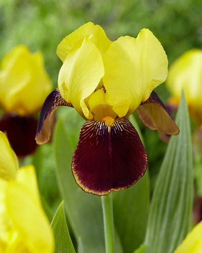 Bearded iris iris × germanica. Braun Bilder Friedrich Strauss Gartenbildagentur