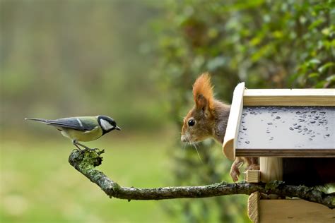 Laden sie 801.877 lustige tiere bilder und stock fotos herunter. Wohnungsnot Foto & Bild | tiere, wildlife, säugetiere ...