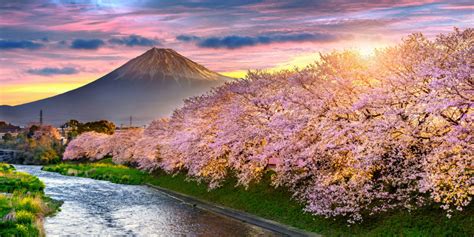 Paris, londra şi new york la un loc. Czym jest hanami i dlaczego Japonia to „Kraj Kwitnącej ...