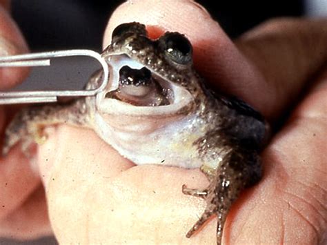 Photos Ten Most Wanted Extinct Amphibians