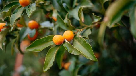 Fortunella Margarita Kumquats Or Cumquats Tree With Ripe Orange Citrus