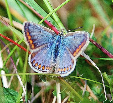 Common Blue Butterfly Photograph By John Hughes
