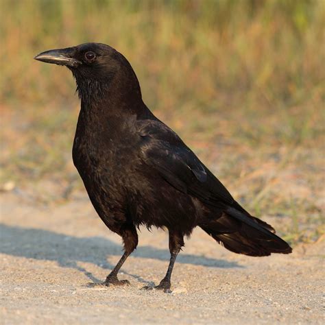 Top 10 Amazing Types Of Black Birds Worlds Top Insider
