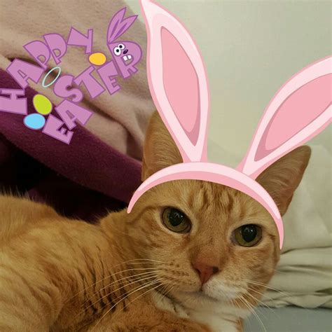 Happy Easter From Me My Wittle Easter Bunny Cats Easter Bunny Happy Easter Bunny
