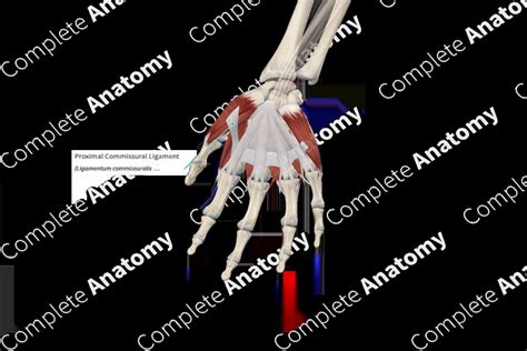 Proximal Commissural Ligament Complete Anatomy