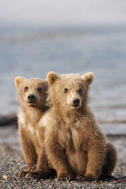 Kodiak Bear Spring Cubs Hallo Bay Alaska Flickr Photo Sharing