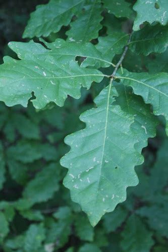 Swamp Chestnut Oak Alexander Springs Common Florafauna