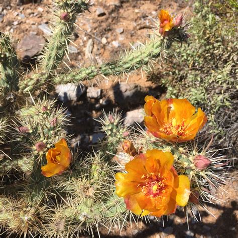 Free Images Cactus Desert Flower Produce Autumn Usa Botany