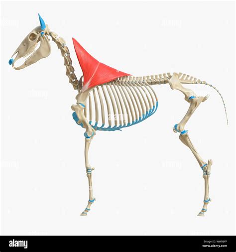 Horse Trapezius Muscle Illustration Stock Photo Alamy