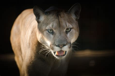 Do Cougars Have Good Senses