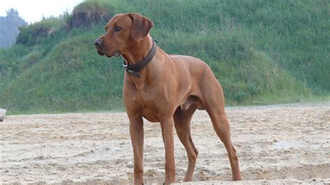 Rhodesian Ridgeback Information Dog Breeds At Thepetowners