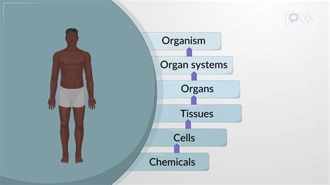 Structural Organization Of The Human Body An Overview Concept