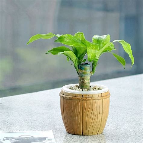 We did not find results for: 【巴西木】巴西木的养殖方法_巴西木在家居中的作用_风水百科-保障网百科