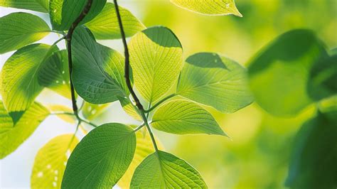 We have an extensive collection of amazing background images carefully chosen by our community. Green Leaf Wallpaper HD - WallpaperSafari