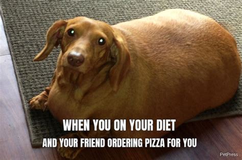 Fat Dog Meme Create Meme Funny Dog Dog Smile Fat Dog Pictures Meme
