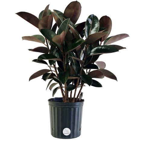 Rubber Plant Our Best Tips For Growing And Care Apartment Therapy