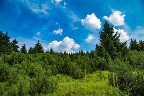 Free Images Landscape Tree Nature Wilderness Cloud Sky Meadow