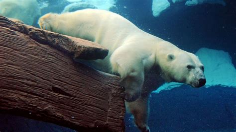 Wallpaper Polar Bear Underwater Swimming Large Hd Picture Image