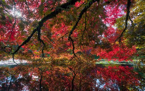 Images Vancouver Canada Vandusen Botanical Garden Autumn Nature Pond