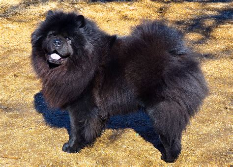 Andrea Arden Dog Training Black Chow Chow Chow Chow Dogs Chow Chow