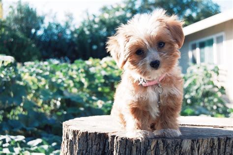 10 Best Small Fluffy Dog Breeds Cutest Little Fluffy Dogs Small Dog