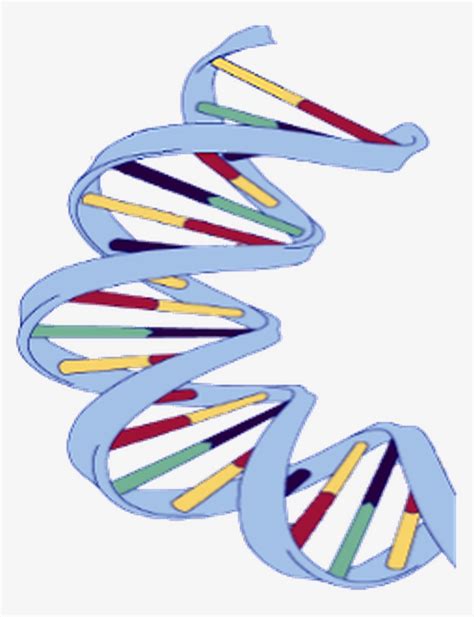 Dna Structure Clipart Wikipedia Dna Transparent Png 780x988 Free