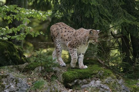 Thank you :)smiddyskrt@gmail.com to contact me regrading this video or anything else! Healthiana: Lynx Cat