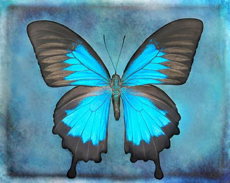 Blue Butterfly Wall Art Nature Art Print Butterfly Etsy