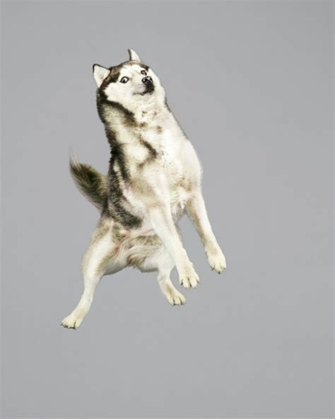 Funny Jumping Dogs Series Fubiz Media