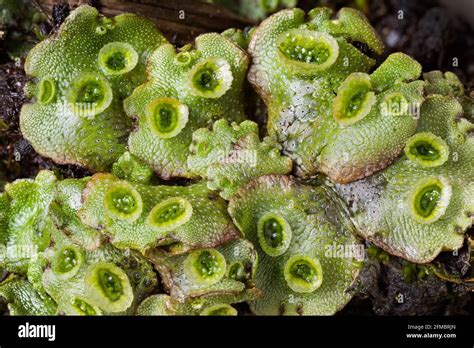 Liverwort Gemma Cups Marchantia Thallus Stock Photo Alamy