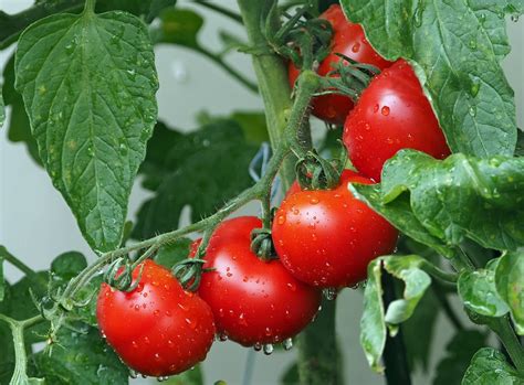 What Is The Best Time To Plant A Tomato Tree Happiness Creativity