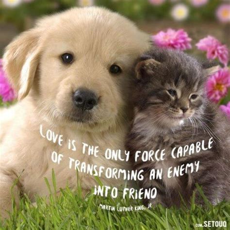 It is a difficult matter to gain the affection of a cat. Famous Love Quotes: The 50 sayings that defied time | Cute cats and dogs, Dog cuddles, Kittens ...