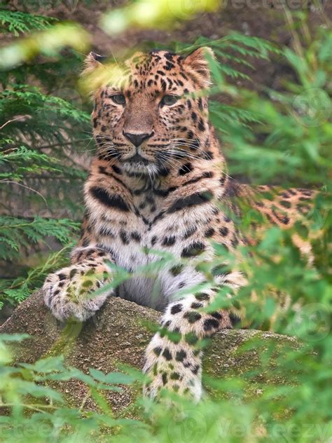 Amur Leopard Panthera Pardus Orientalis 730221 Stock Photo At Vecteezy