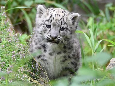 Baby Snow Leopards Wallpaper
