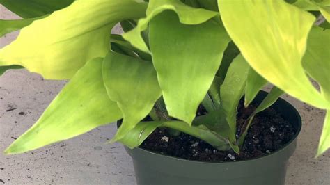 The dracaena genus has more than 100 species, ranging from petite houseplants to the houseplant varieties are usually easy to care for, but can be sensitive to changes in temperature or light. Care of Dracaena Warneckii Limelight : Great Gardening ...